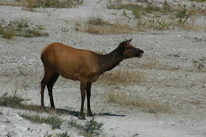 DSC_0456.JPG - Mule deer bij Mammoth Hot Springs in Yellowstone park