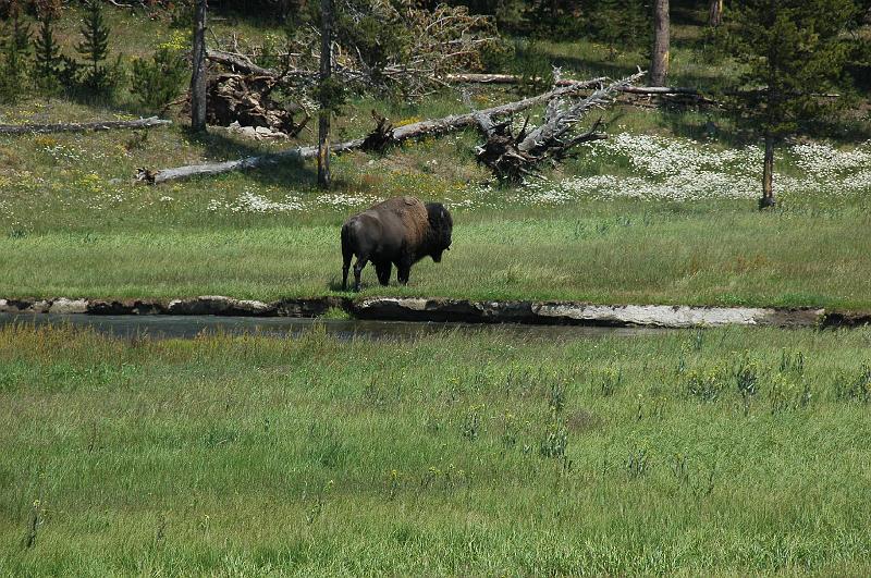 DSC_0479.JPG - Bison bij Norris