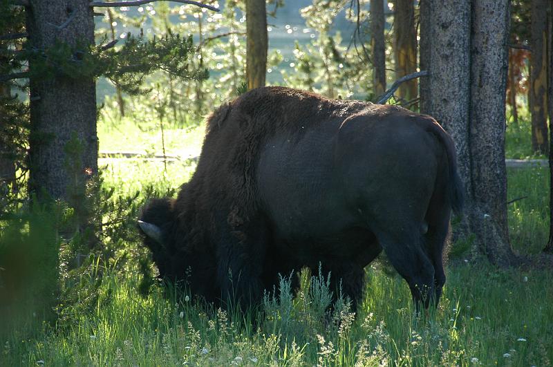 DSC_0566.JPG - Bison