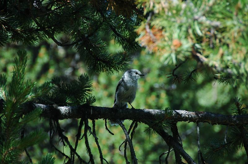DSC_0593.JPG