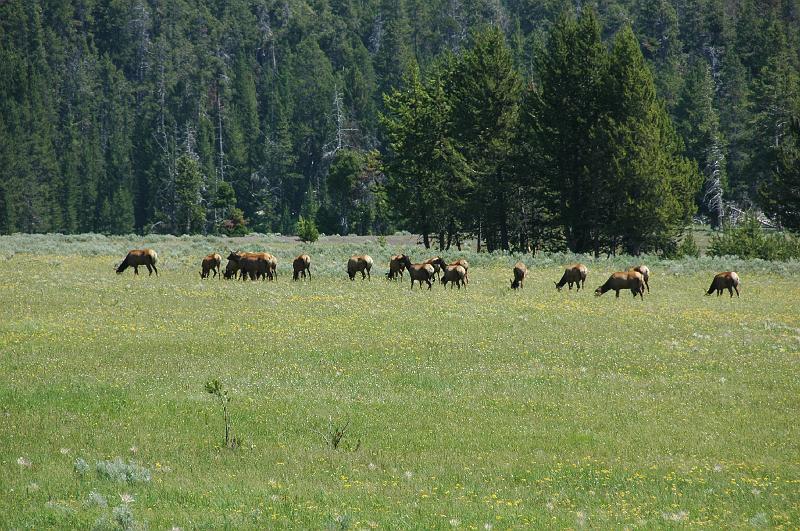 DSC_0609.JPG - Elks