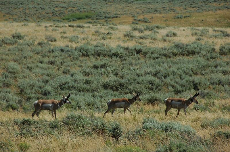DSC_0635.JPG - Spronghorn Antelopes