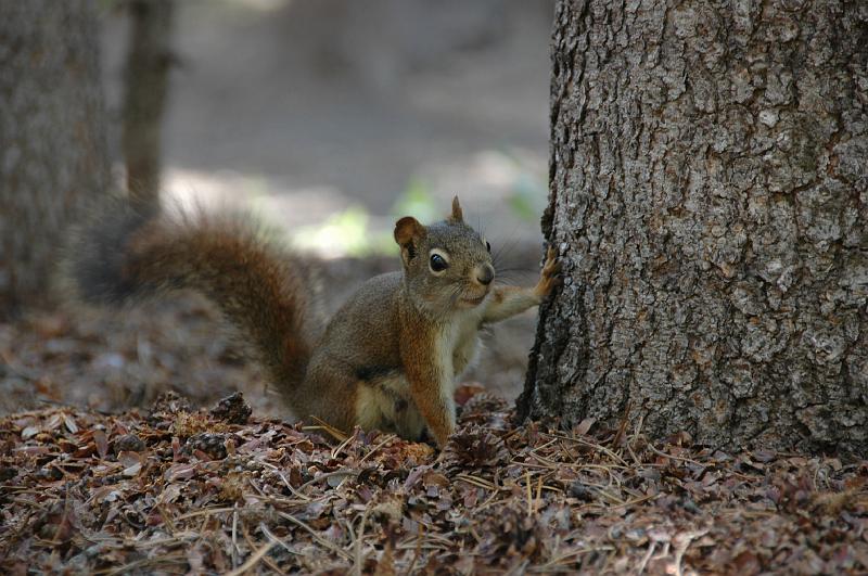 DSC_0733.JPG