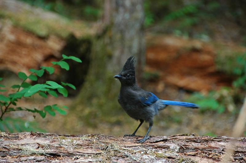 DSC_0972.JPG - Stellar's Jay