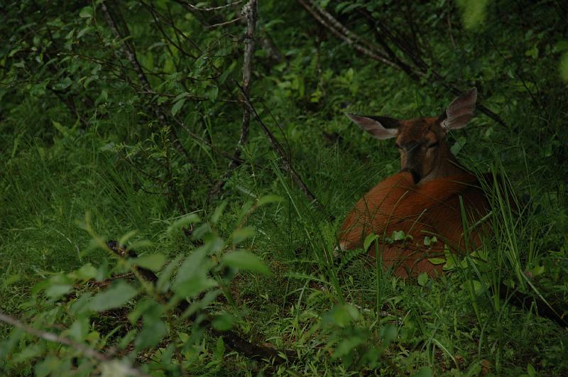 DSC_2036.JPG - Deer in Longmire