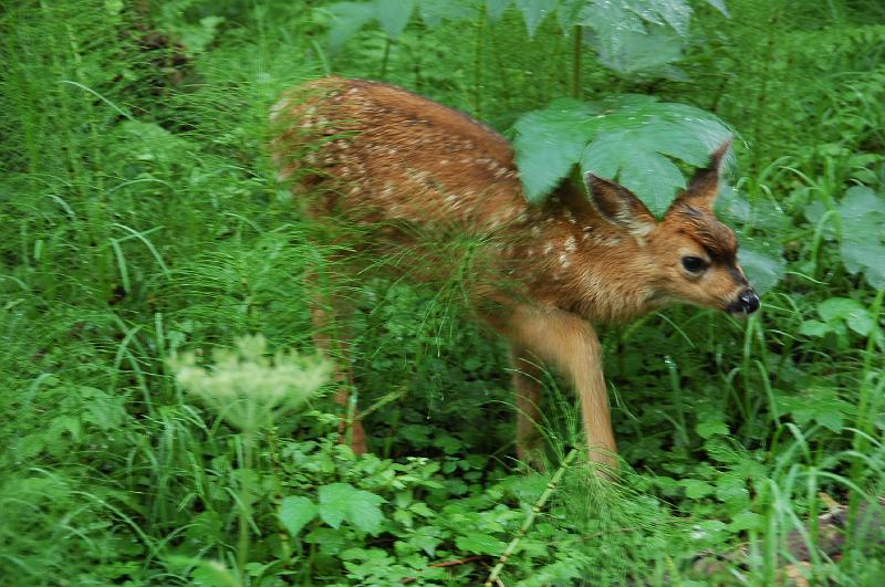 DSC_2073.JPG - Bambi