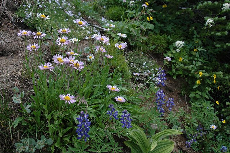 DSC_2199.JPG - alpine meadow flora