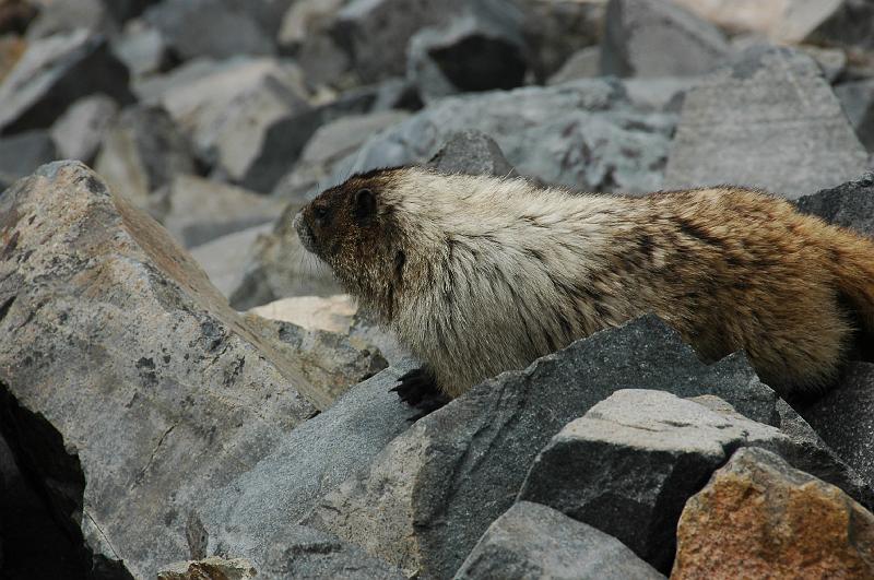 DSC_2209.JPG - marmot