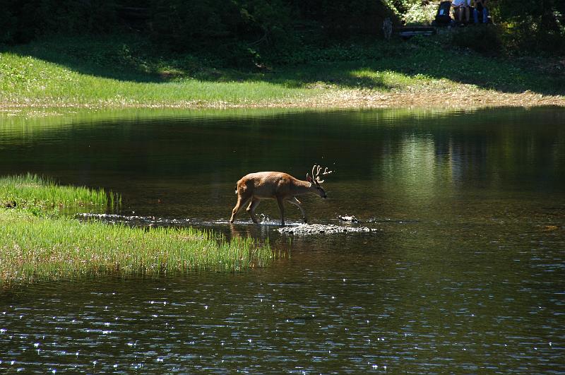 DSC_2345.JPG - White-tailed deer